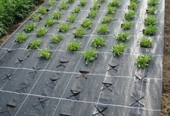 Геотекстиль (Спанбонд) Экоспан Гео 80гр/м.кв шир. 1,6м (25м.п.) черный укрывной материал